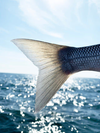 Débuter la pêche en bord de mer : le guide